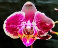 PL-7057 (Phal. Gan Lin Diamond x I-Hsin Black Jack AO 20333 (1)